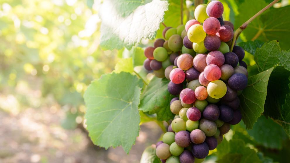 意大利：EPPO 在有机葡萄酒欺诈调查中扣押资产